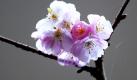 Eine Zierkirsche steht in Düsseldorf in voller Blüte. Blühende Kirschbäume und Knospen an den Haselnusssträuchern sorgen für Frühlingsstimmung mitten im Advent. Umweltschützer sind beunruhigt.
 Foto: dpa