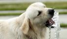 Ein Golden Retriever trinkt von einem Brunnen in Berlin. Die Hauptstadt hat in diesem Sommer die heißesten Wochen der vergangenen hundert Jahre erlebt. Foto: dpa