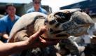 Philippinische Zollbeamte präsentieren am Hafen von Manila ein Exemplar der bedrohten Schildkrötenart Pawikan, das zuvor beschlagnahmt wurde. Die Beamten fanden in zwei Containern außerdem Muscheln, Korallen und andere Meerestiere, die nach China verschifft werden sollten. Hier landen sie meist als Delikatessen in Restaurants oder verarbeitet als Medikamente in den Apotheken Hong Kongs. Foto: dpa