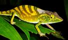 Ein etwa 15 Zentimeter langes männliches Exemplar des Tarzan-Chamäleons mit ausgeprägter Stress-Färbung sitzt auf einem Blatt im Dschungel auf Madagaskar. Ein Forscherteam aus Braunschweig, München, Darmstadt und Madagaskar hat das bislang unbekannte Tier in den Regenwäldern Madagaskars entdeckt. Um die Aufmerksamkeit auf die besonders bedrohte Reptilienart zu lenken, haben die Wissenschaftler das Tier nach dem Dschungelhelden Tarzan benannt. Foto: dpa