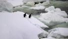 Pinguine im ewigen Eis: Aufnahme vom australischen Eisbrecher Aurora. Foto: Dean Lewins Foto: dpa