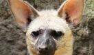 Neugierig schaut einer der beiden ostafrikanischen Erdwölfe aus einem Erdloch im Tierpark Berlin. Die Leihgaben des Londoner Zoos ähneln äußerlich den Streifenhyänen. Ihr Fell ist gelb-weißlich bis rotbraun gefärbt. Ihre spachtelförmige Zunge und große Speicheldrüse sowie die kleinen Zähne sind Anpassungen an das Fressen von Termiten. Foto: dpa
