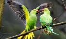 Zwei wildlebende Halsbandsittiche kämpfen in einem Park in Düsseldorf um Vogelfutter. Nach Angaben des Umweltamtes der Stadt Düsseldorf wurde die Papageienart erstmals im Jahr 1983 in Düsseldorf gesichtet. Mittlerweile sollen knapp 1000 Exemplare verschiedene Parks bevölkern. 
 Foto: dpa