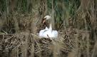 Ein Schwan sitzt am Mittwoch (05.05.10) in Hannover auf einem Nest. Das sonnige Wetter bleibt nicht lange. In der Nacht zum Freitag (07.05.10) regnet es im Norden und Westen noch zeitweise, sonst ist es wolkig. Auch nach Suedosten hin sind einzelne Schauer moeglich. Die Tiefstwerte liegen zwischen acht und drei Grad. (zu ddp-Text) Foto: Nigel Treblin/ddp Foto: ddp