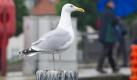 Eine Möwe beobachtet im Hafen von Stralsund bei regnerischem Wetter auf einem Anlegepoller die Umgebung. Auch in den nächsten Tage zeigt sich das Wetter im Norden vorerst wechselhaft.  Foto: dpa
