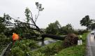 Tornado entwurzelt Bäume (Foto)