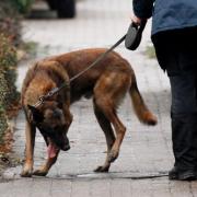 Wenn Hunde ihre Herrchen fressen (Foto)