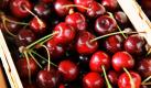 Frisch geerntete Süßkirschen liegen auf dem Hof des Obstbaubetriebs in Stralendorf in einem Obstkorb. Der Obstbaubetrieb baut nahezu das gesamte Sortiment an heimischen Früchten an. Was nicht auf den eigenen 600 Hektar wächst, liefern Kleingärtner zu. Sie erhalten im Tausch Säfte, Wein oder Tafelobst, Geld gibt es nicht.  Foto: dpa