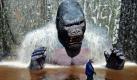 Eine überdimensionale King-Kong-Figur greift im Serengetipark in Hodenhagen scheinbar nach einem einzelnen Arbeiter. Mit großen Booten fahren bis zu 20 Besucher auf der neu entworfenen Aqua Safari durch eine Flusslandschaft, während der sie auch King Kong begegnen. Foto: dpa