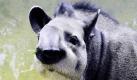 Ein junger Lowland Tapir (Tapirus terrestris) liegt neben seiner Mutter im Züricher Zoo. Das Junge wurde am 6. Dezember geboren.  Foto: dpa