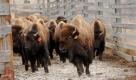 Die ersten Rasenmäher waren wohl tierischerNatur: Tatsächlich setzt man noch immer auf Bisons oder Wildpferde als Landschaftspfleger.  Foto: ap