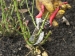 Gartenarbeit (Foto)