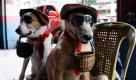 Die männlichen Hunde Habagat (links) und Bagwis bitten mit kleinen Körbchen im Maul für ihren Besitzer um Spenden von den Passanten in Manila auf den Philippinen.  Foto: dapd