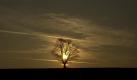 Postkartenmotiv: Ein Baum zeichnet sich auf einem Feld bei Dresden-Weißig bei Sonnenuntergang als dunkle Silhouette vor dem Abendhimmel ab. Foto: Arno Burgi Foto: dpa