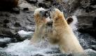 Da bleibt man doch lieber auf Abstand: Eisbären spielten heute im Zoo Hannover im Wasserbecken ihres Geheges. Arktos, Sprinter und Nanuq leben in der Themenwelt Yukon Bay des Hannoveraner Zoos, die der kanadischen Wildnis nachempfunden ist. Foto: dapd