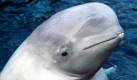 Der traurig dreinblickende Beluga-Wal ist schon ein hübscheres Aushängeschild. Foto: Beluga Wal