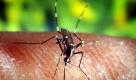 Eine Stechmücke Anopheles quadrimaculatus, die Malaria übertragen kann, sitzt auf der menschlichen Haut. Der Verein Ärzte ohne Grenzen hat wenige Tage vor demWeltmalariatag (25.04.2011) zum Umdenken aufgefordert. Statt des problematischen Medikaments Chinin soll in der Zukunft verstärkt Artesunat eingesetzt werden, was bis zu 200.000 Menschenleben jährlich retten könnte. Foto: dpa