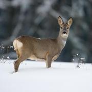 Rehe im Winter nicht füttern (Foto)