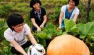 epa02877603 A mammoth pumpkin is pictured at an agricultural research center in Pyeongchang, Gangwon Province, South Korea, on 23 August 2011. It weighed 50 kilograms on 23 August and is expected to reach 70 kg at the end of the month when it is fully grown. The new breed will be disseminated to farmers. EPA/YONHAP +++(c) dpa - Bildfunk+++  Foto: dpa