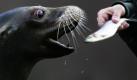 Ein Seelöwe schnappt nach einem Fisch im Zoo im Central Park von New York City. Foto: ap