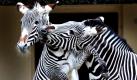 Zwei Zebras tollen im Frankfurter Zoo übermütig durch ihr Gehege. Bei steigenden Temperaturen und reichlich Sonnenschein verwundert diese Ausgelassenheit kaum. Foto: ap
