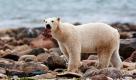 Ein männlicher Eisbär schleppt ein Stück Walfleisch am Hudson Bay bei Churchill in der kanadischen Provinz Manitoba. News.de wünscht einen guten Appetit. Foto: ap