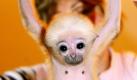 Christina Schneider präsentiert im Zoo Schwerin den Kappengibbon Walli. Der vier Wochen alte Affe wurde von seiner Mutter verstoßen und wird nun von der Frau des Zoodirektors per Hand aufgezogen. Foto: ap