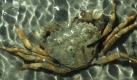 Eine Strandkrabbe im Nationalpark Wattenmeer. Foto: SRT-Archivbild