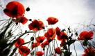 Die zarten Kelche von Mohnblüten erinnern an Seidenpapier und beleben die Landschaft mit knalligen Farbtupfern: Mohn zählt zu den ältesten europäischen Kulturpflanzen und ist beliebter Blickfang im Garten. Foto: ddp