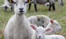 Ein Mutterschaf und seine zwei Lämmer grasen am Morgen auf einer Wiese in der Nähe des schleswig-holsteinischen Büsum. Zu Beginn des Frühlings kommen die kleinen Lämmchen auf die Welt. Foto: dpa
