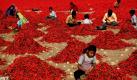 Dorfbewohner helfen bei der Ernte des roten Chillis  in der Nähe der indischen Stadt Ahmadabad. Sie verdienen sieben Rupien für 20 Kilogramm Chillischoten, das entspricht ungefähr elf Eurocent.
 Foto: ap