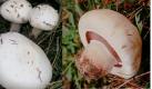 Auch sein weißer Kollege ist tödlich. In 95 Prozent aller Todesfälle ist der Knollenblätterpilz dafür verantwortlich. Er sieht dem Champignon zum Verwechseln ähnlich.  Foto: Wikipedia/ Eric Steinert/ Creative Commons License / dpa (Montage)