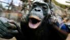 Eine Bonobo-Dame steht im Menschenaffenhaus im Zoo in Frankfurt am Main an der Glasscheibe. Bonobo-Menschenaffen sind uns vermutlich ähnlicher als wir bisher dachten. Forscher belegten erstmals, dass die putzigen Äffchen den Kopf schütteln, um einem Artgenossen ein Nein zu signalisieren. Foto: dpa