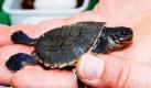 Ein Jungtier der Batagur-Schildkröten liegt in einer Hand. Und das ist nichts Alltägliches, denn im Wiener Tiergarten Schönbrunn ist die weltweit erste Nachzucht einer der seltensten Schildkrötenarten gelungen. Zwei Jungtiere der Gattung Batagur sind laut Tiergarten Anfang Mai geschlüpft. Von den Wasserschildkröten, die bis zu 60 Zentimeter groß werden, existieren heute nur etwa 20 Exemplare, sechs von ihnen leben in Schönbrunn. Foto: dpa