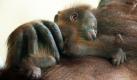 Ein zwei Wochen altes Orang-Utan-Baby wird im Duisburger Zoo von seiner Mutter Amatis getragen. Seit einem halben Jahrhundert pflegt der Zoo Duisburg die akut vom Aussterben bedrohten Menschenaffen und gehört mit über 50 Nachzuchten nach eigener Aussage zu den wichtigsten Einrichtungen der ganzen Welt auf diesem Gebiet. Was noch fehlt, ist nun ein passender Name für das Jungtier. Foto: dpa