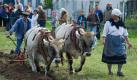 Michaela und Gerhard Döring aus Weißenborn (Hessen) pflügen mit ihren beiden Ochsen auf der 6. Brandenburgischen Meisterschaft im Gespannpflügen auf einem Feld in Altranft (Märkisch-Oderland). Zehn Teilnehmer aus Deutschland kamen mit ihren Pferden zur Meisterschaft im Gespannpflügen. Vertreten war auch ein Ochsengespann. Bei dem Wettkampf wurde unter anderem auf eine gleichmäßige Tiefe und Breite der Furche geachtet. Foto: dpa