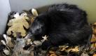 Der Streifenkiwi Manu sitzt in seinem Gehege im Frankfurter Zoo. Das am 3. April geborene Tier wird heute erstmals der Öffentlichkeit präsentiert. In Nordamerika und Europa gibt es von Manus Artgenossen nur wenige Exemplare. In der Natur leben Streifenkiwis ausschließlich auf der Nordinsel Neuseelands. Foto: dpa