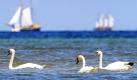 Schwäne schwimmen in Laboe in der Ostsee. Wetterexperten sagen Bewölkung und eher kühles Wetter für den Beginn der Woche voraus. Danach wird es aber bis Ende der Woche jeden Tag mindestens ein Grad wärmer, prognostizierte der Meteorologe Helmut Malewsky vom Deutschen Wetterdienst. Grund dafür ist ein Hoch aus dem Mittelmeerraum, das mit warmer Luft Einzug hält. Foto: ddp