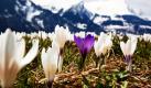 Krokusse blühen auf einer Wiese in Fatschel, oberhalb des Berges St. Peter, in der Schweiz. Foto: ap