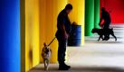 Spürhunde checken das Gelände rund um das WM-Gelände in Südafrika. Die Sicherheitslage in dem afrikanischen Land ist noch nicht überzeugend, in den verbleibenen drei Wochen wird es Maßnahmen zur Verbesserung der Sicherheit geben. Foto: ap