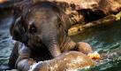 Die kleine Elefantendame Ko Raya badet im Wasserbecken ihrer Außenanlage im Zoo in Berlin. Elefanten benötigen zum Wohlfühlen mindestens ein tägliches Bad - was in Berlin nicht nur für die Tiere, sondern auch für die Zoobesucher zum Spaß wird. Foto: dpa