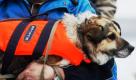 Der Hund Baltic und sein neuer Besitzer gehen auf eine dreitägige Mission zur See im polnischen Gdynia. Baltic wurde bekannt, weil der Hund auf einer Eisscholle vor der Küste treibend gefunden wurde.  Foto: ap