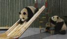 In this photo taken Tuesday, Jan. 5, 2010, newly-arrived pandas play around a slide at a zoo in Shanghai, China. Six female and four male pandas from the Wolong Giant Panda Reserve Center in Sichuan arrived Tuesday to spend six months at the Shanghai Zoo and then six months at the Shanghai Wildlife Zoo, said a spokeswoman for the Shanghai Zoo. (AP Photo) ** CHINA OUT ** Foto: ap