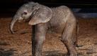 Noch keine 24 Stunden alt und bereits ganz aufgeweckt: Swazi, der Neuzugang im Wildpark von San Diego, wurde nach der Heimat seiner Mutter, dem südafrikanischen Swaziland, benannt. Foto: ap