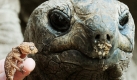 Ein Tierpfleger hält einen Gecko neben die Riesenschildkörte Wilbur im Zoo von Melbourne. Zum 40. Geburtstag der Reptilien-Ausstellung des Zoos werden der älteste Bewohner, Wilbur (75), und der Jüngste symbolisch zusammengeführt. Foto: dpa