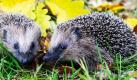 Herbstzeit ist Igelzeit. Mit wenig Aufwand können Hobbygärtner ihren Garten jetzt igelfreundlich machen und den Tieren ein Winterquartier anbieten. Denn Gärten seien für Igel wichtige Lebensräume, informiert der Naturschutzbund Deutschland. Foto: dpa