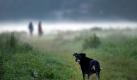 Herbstspaziergänge mit dem Hund sind schön. Besitzer sollten ihrem Vierbeiner allerdings ein blinkendes Halsband umbinden. So ist er leichter zu erkennen. (Bild: Arno Burgi/ZB-Funkregio Ost) Foto: dpa