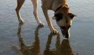 'Kennen wir uns?' Ein Hund beschnuppert sein Spiegelbild auf dem Eis.  Foto: Carmen Jaspersen Foto: dpa