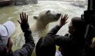 ... den Zoo Hannover. Im vergangenen Jahr wurde der Umbau des Zoos abgeschlossen - für 110 Millionen Euro. In der kanadischen Themenwelt Yukon Bay etwa schwimmt Eisbär Arktos, während Besucher das Spektakel an der Scheibe verfolgen können. Eintrittspreis: In keinem anderen Zoo zahlen Besucher so viel wie hier. Der Eintritt für eine Familie mit zwei Kindern zwischen 6 und 17 Jahren kostet 80 Euro. Foto: dapd