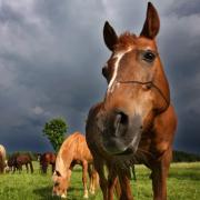 Ein übergroßes Herz für Tiere